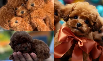 Poodle Fiyatları Neye Göre Değişir?