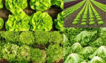 Marulun Sağlığa Faydaları ve Besin Değeri